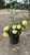 Rosa Flower Carpet Yellow 101983